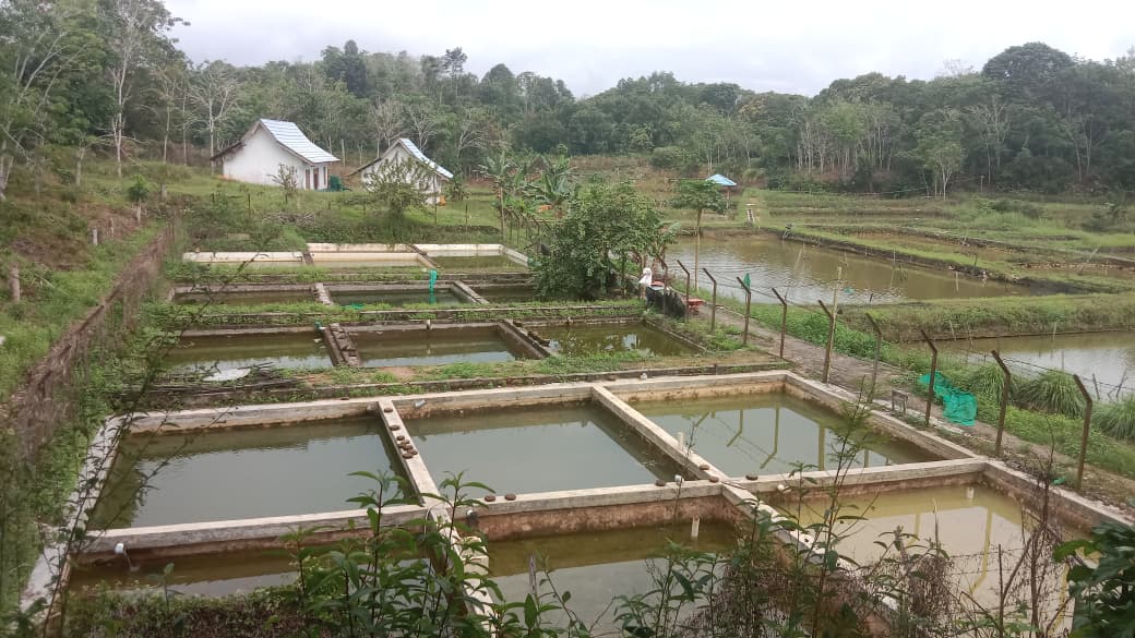 Pemberdayaan Ikan